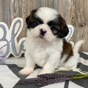 Shih Tzu Puppy Minty