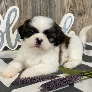 Shih Tzu Puppy Minty