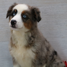 Australian Shepherd Puppy Diamond
