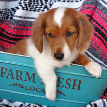 Dachshund Puppy Pax