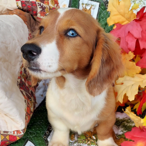 Dachshund Puppy Pax