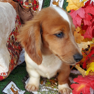 Dachshund Puppy Pax