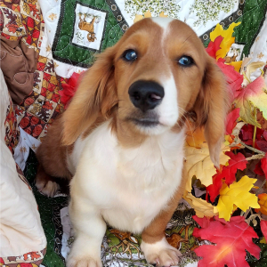 Dachshund Puppy Pax