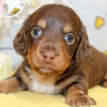 Dachshund Puppy Delila