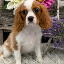Cavalier King Charles Spaniel Puppy Spice