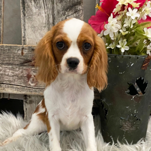 Cavalier King Charles Spaniel Puppy Spice