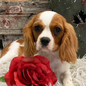 Cavalier King Charles Spaniel Puppy Spice