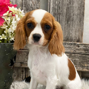 Cavalier King Charles Spaniel Puppy Spice