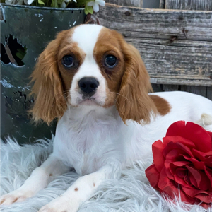 Cavalier King Charles Spaniel Puppy Spice