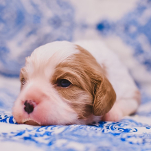 Cavalier King Charles Spaniel Puppy Finnley
