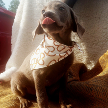 Labrador Retriever Puppy Dash