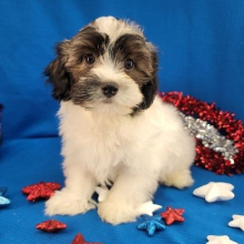 Havanese Puppy Maxwell