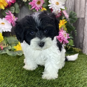 Havapoo Puppy Morgan