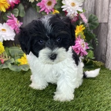 Havapoo Puppy Morgan