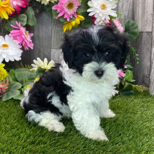 Havapoo Puppy Morgan