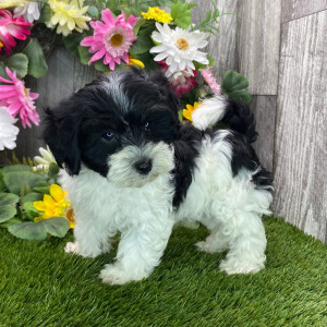 Havapoo Puppy Morgan