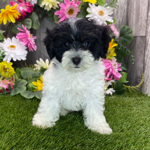 Havapoo Puppy Morgan