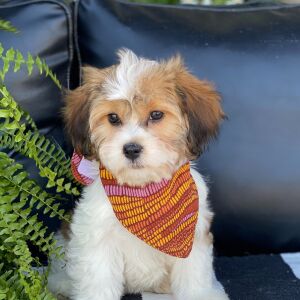Cavanese Puppy Trinity