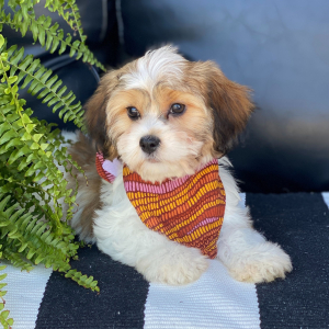 Cavanese Puppy Trinity