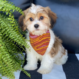 Cavanese Puppy Trinity