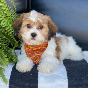 Cavanese Puppy Trinity