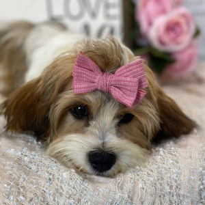 Cavanese Puppy Trinity
