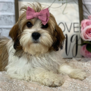 Cavanese Puppy Trinity