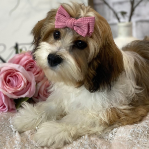 Cavanese Puppy Trinity