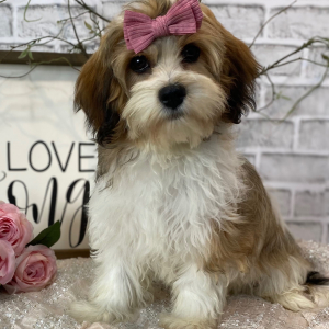Cavanese Puppy Trinity