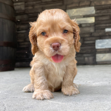 Cocker Spaniel Puppy Mac