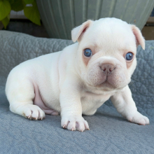 French Bulldog Puppy Rizzo