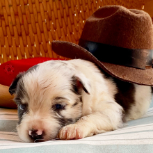 Australian Shepherd Puppy Gordito