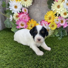Cockapoo Puppy Harper