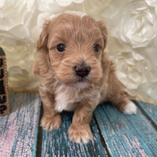 Maltipoo Puppy Diddy