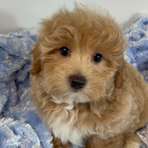 Maltipoo Puppy Diddy