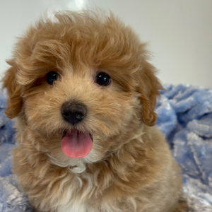 Maltipoo Puppy Diddy
