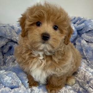 Maltipoo Puppy Diddy
