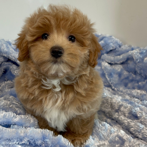 Maltipoo Puppy Diddy