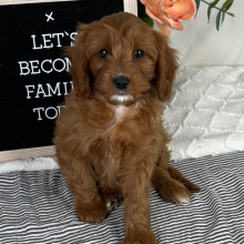 Cavapoo Puppy Carmella