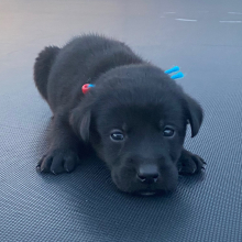 Labrador Retriever Puppy Karl