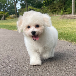 Bichon Frise Puppy Jasper