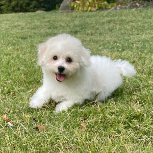 Bichon Frise Puppy Jasper