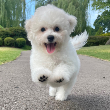 Bichon Frise Puppy Jasper