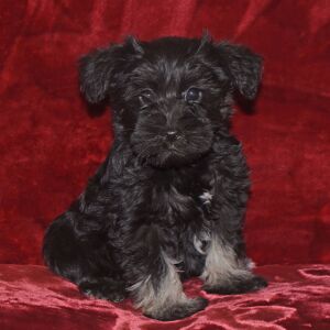 Miniature Schnauzer Puppy Candy
