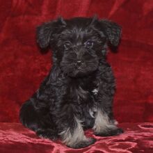 Miniature Schnauzer Puppy Candy
