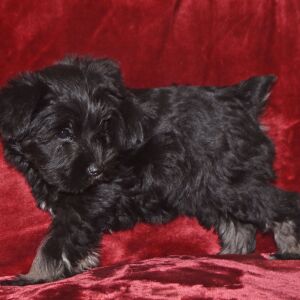 Miniature Schnauzer Puppy Candy