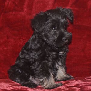 Miniature Schnauzer Puppy Candy