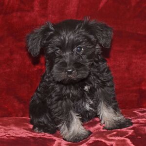 Miniature Schnauzer Puppy Candy