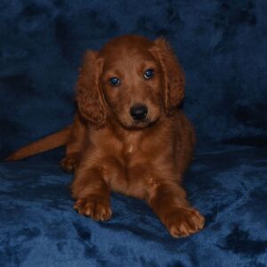 Labradoodle Puppy Aladdin