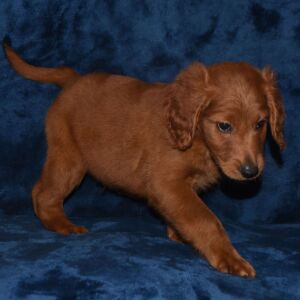 Labradoodle Puppy Aladdin